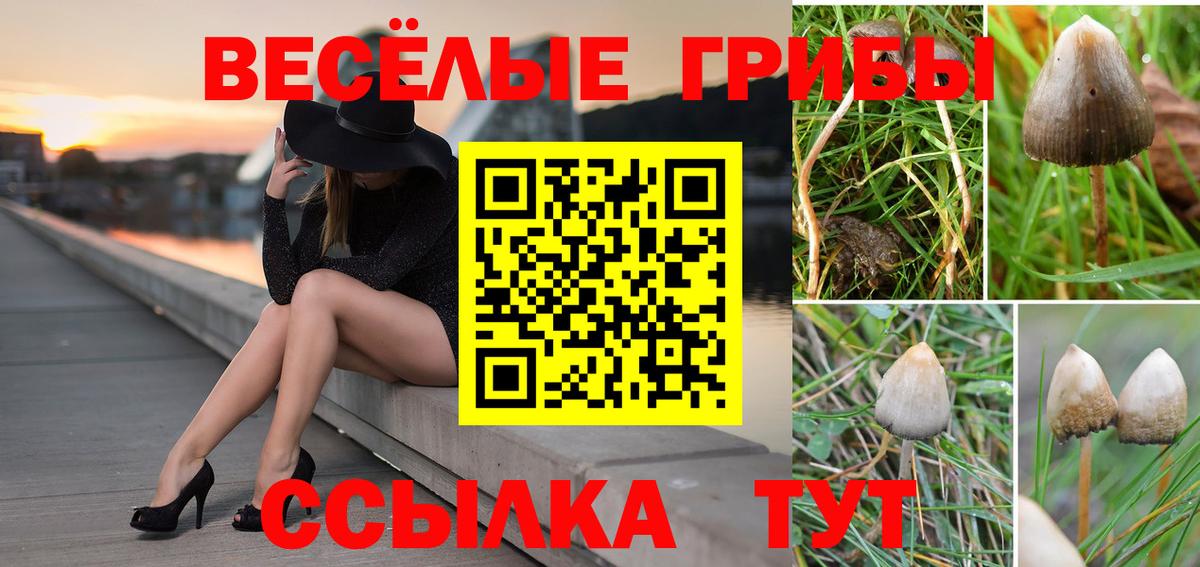 цена наркотик  Вход с VPN  Ртищево  Псилоцибиновые грибы прущие грибы 